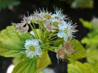 DSCF1171 (2).webp
