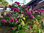 IMG_20180521_085359.jpg