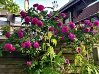 IMG_20180521_085359.webp