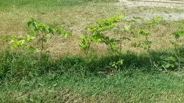k-2018-06-01 16.22.36.webp