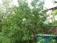 P1130590.webp