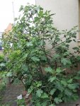 Resized_20180520_092700_3136.jpg