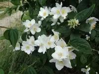 DSC03039.webp
