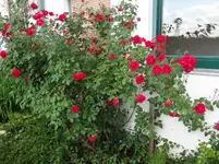 DSC03043.jpg