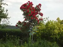 DSC03046.webp