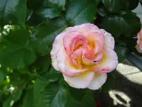 DSC03050.JPG