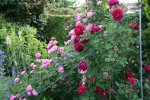 Rose Alfred Colomb0218.jpg