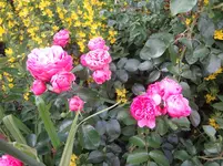DSC03044.jpg