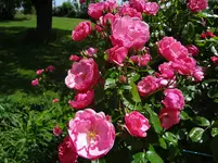 DSC03029.jpg