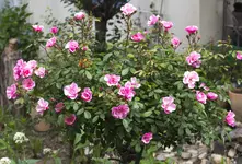 garten-rosen-4.webp