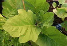 Aubergine Black Beauty 1.webp