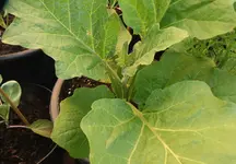 Aubergine Black Beauty 2.webp