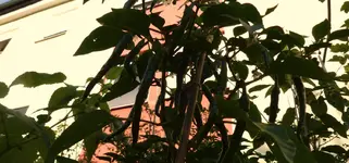 KIK.webp