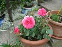IMG_6207.webp