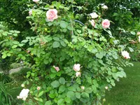 IMG_6183.jpg