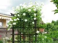 IMG_6185.webp