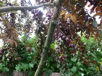 P1130611.webp