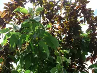 P1130617.webp