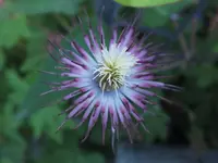 DSCF1180 (2).webp