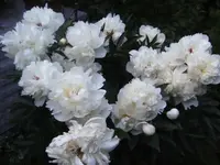 BILD9702.webp