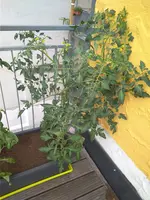 IMG_20180602_113433.webp