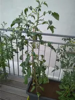 IMG_20180602_113441.webp