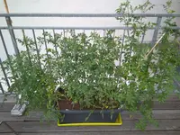 IMG_20180602_113508.webp