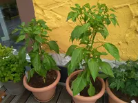 IMG_20180602_113628.webp