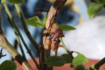 IMG_2436 - Kopie.JPG