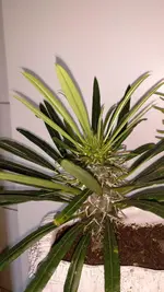 IMG_20180522_194338_526.webp