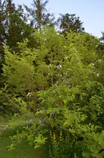 DSC_1178 (2).webp
