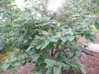 P1130520.webp