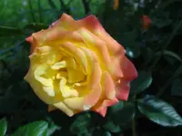 DSC03052.JPG