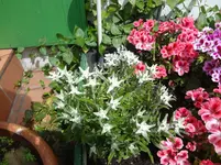 DSC03057.jpg