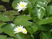 DSC03058.webp