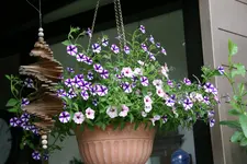 Einjährige 0218.jpg