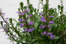Einjährige 0418.jpg