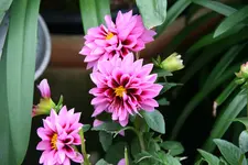 Einjährige 0518.webp