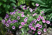 Einjährige 0818.webp