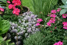 Einjährige 0918.webp