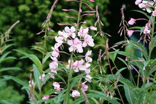 Juni 0118.webp