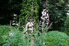 Juni 0218.webp