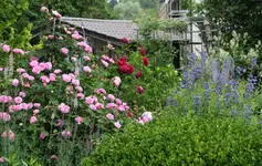 Juni 0318.webp