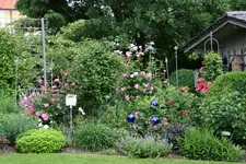 Juni 0418.jpg