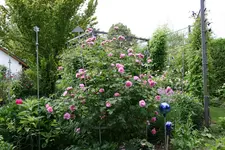 Juni 0918.jpg