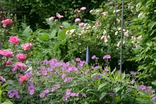 Juni 1218.webp