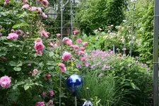 Juni 1318.webp
