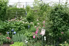 Juni 1418.webp