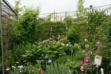 Juni 1518.webp
