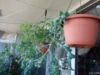 c002.webp
